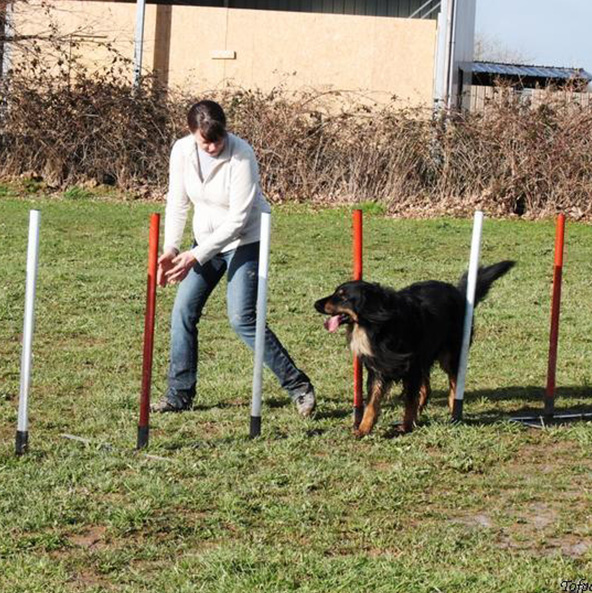 Éducation canine et agility chien