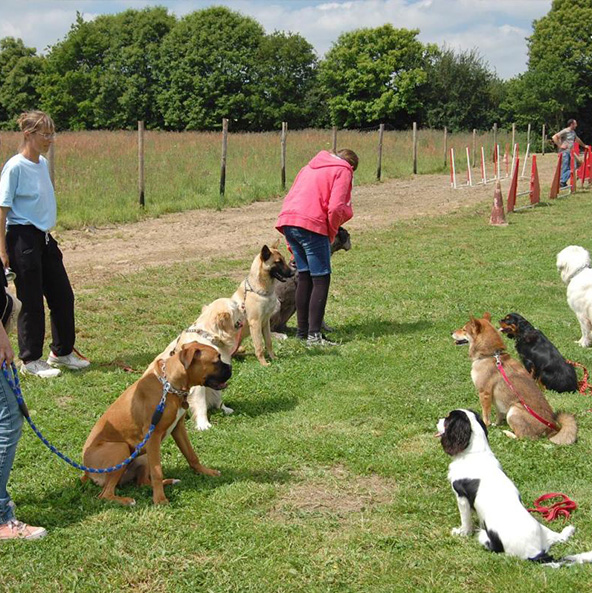 Éducation canine et agility chien