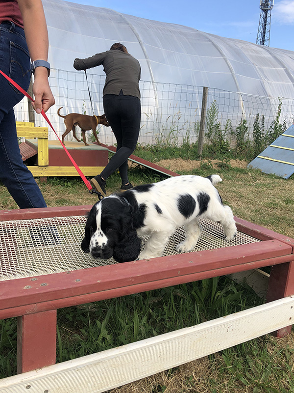 CENTRE CANIN DE ST GILLES Education Canine Rennes Cole Du Chiot1 52