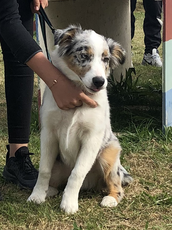 CENTRE CANIN DE ST GILLES Education Canine Rennes Cole Du Chiot20 71