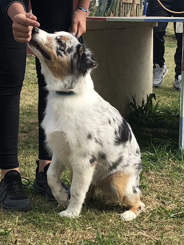 CENTRE CANIN DE ST GILLES Education Canine Rennes Cole Du Chiot21 72