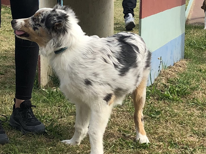 CENTRE CANIN DE ST GILLES Education Canine Rennes Cole Du Chiot22 73