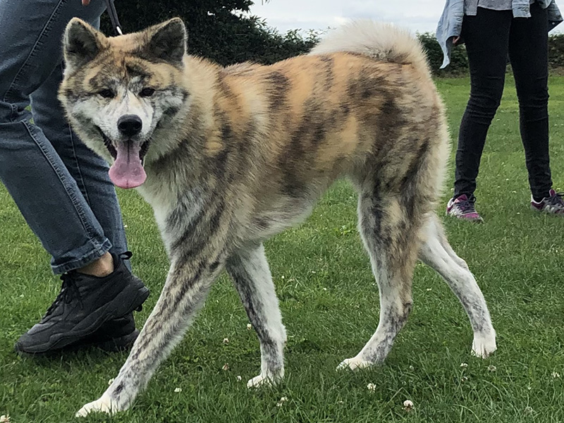 CENTRE CANIN DE ST GILLES Education Canine Rennes Ducation Canine 13 95