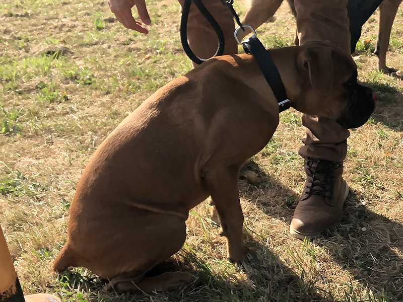 CENTRE CANIN DE ST GILLES Education Canine Rennes Ducation Canine 4 86