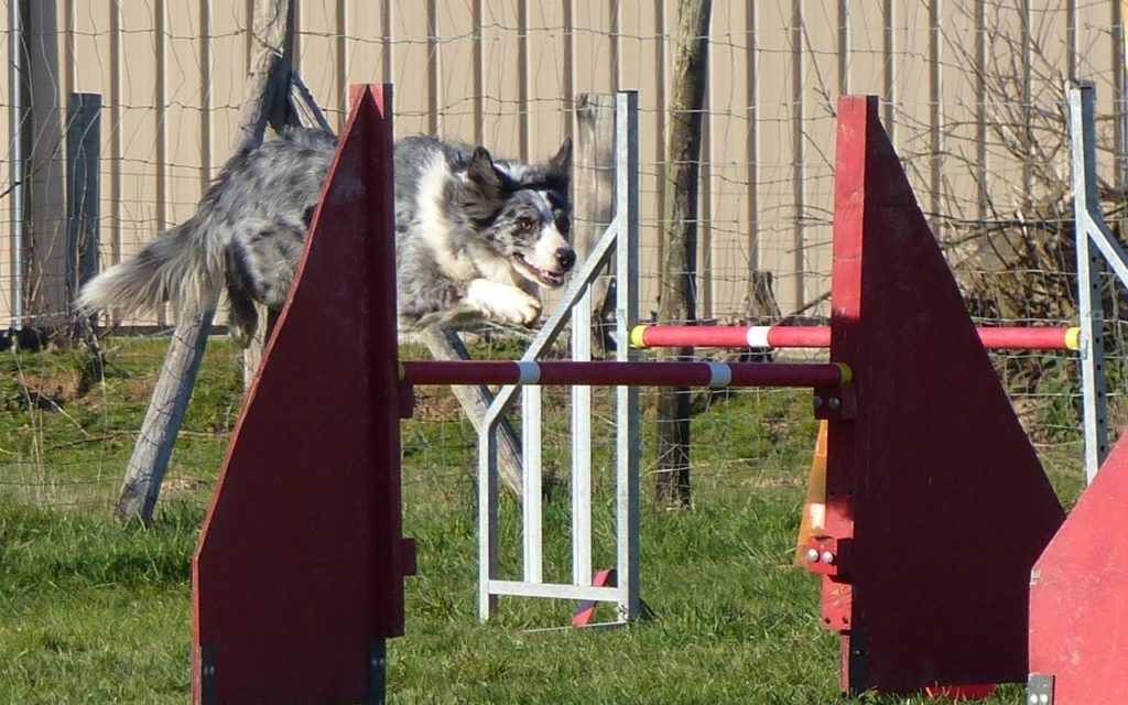 CENTRE CANIN DE ST GILLES Education Canine Rennes Agility – 1 110