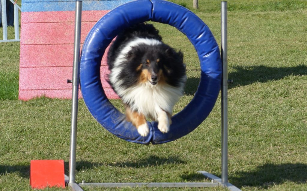 CENTRE CANIN DE ST GILLES Education Canine Rennes Agility – 10 119