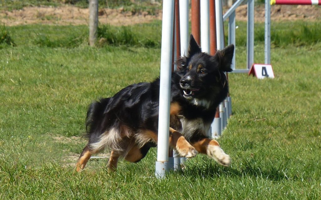 CENTRE CANIN DE ST GILLES Education Canine Rennes Agility – 11 108