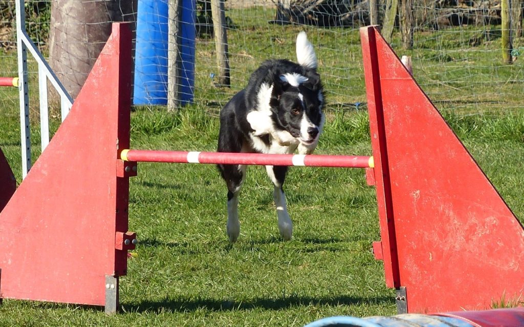 CENTRE CANIN DE ST GILLES Education Canine Rennes Agility – 3 112