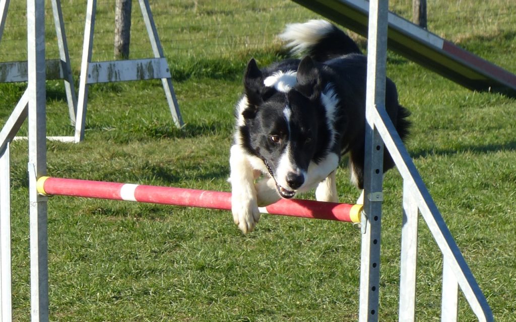 CENTRE CANIN DE ST GILLES Education Canine Rennes Agility – 4 113