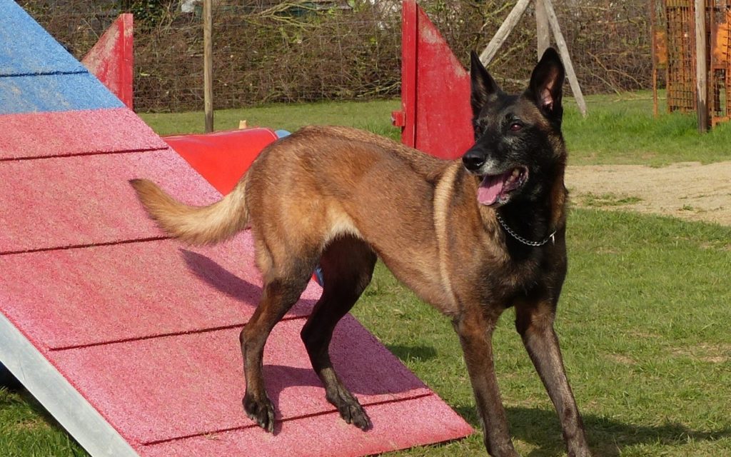 CENTRE CANIN DE ST GILLES Education Canine Rennes Agility – 8 117