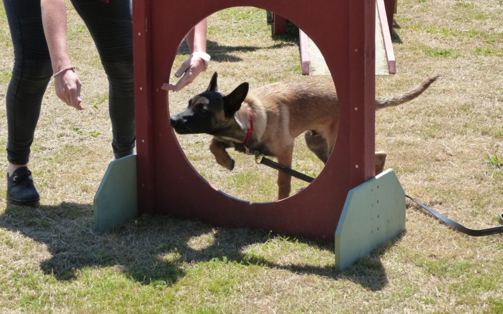 CENTRE CANIN DE ST GILLES Education Canine Rennes Ecole Du Chiot – 1 120