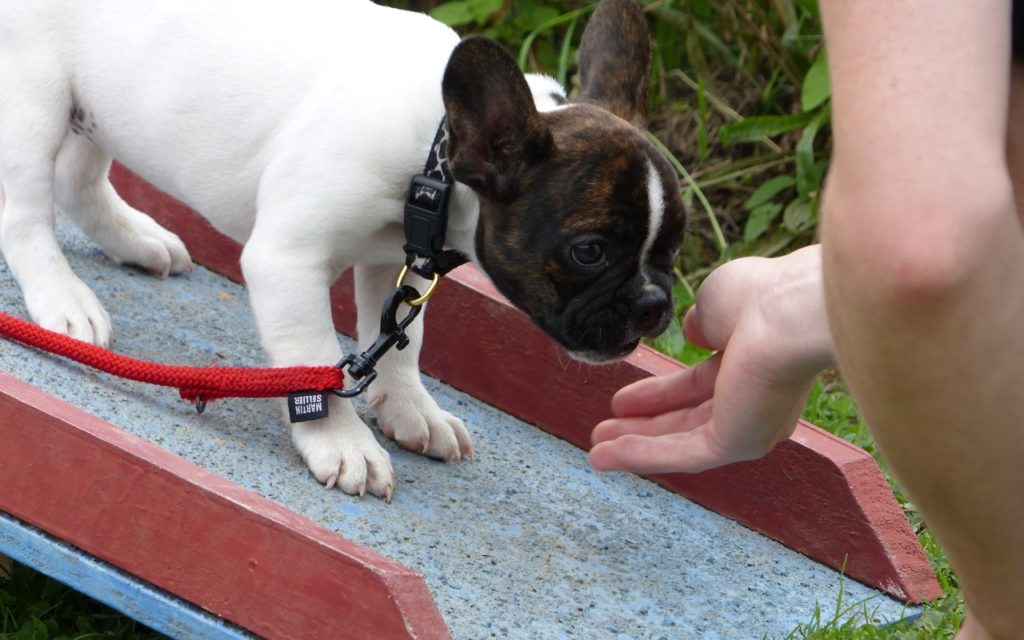 CENTRE CANIN DE ST GILLES Education Canine Rennes Ecole Du Chiot – 4 123