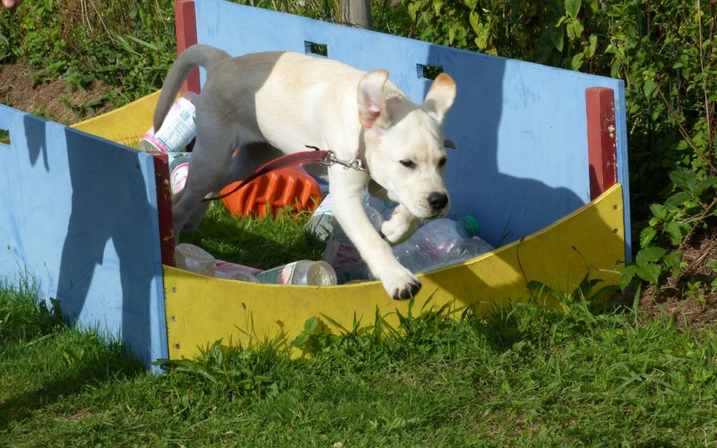 CENTRE CANIN DE ST GILLES Education Canine Rennes Ecole Du Chiot – 5 124
