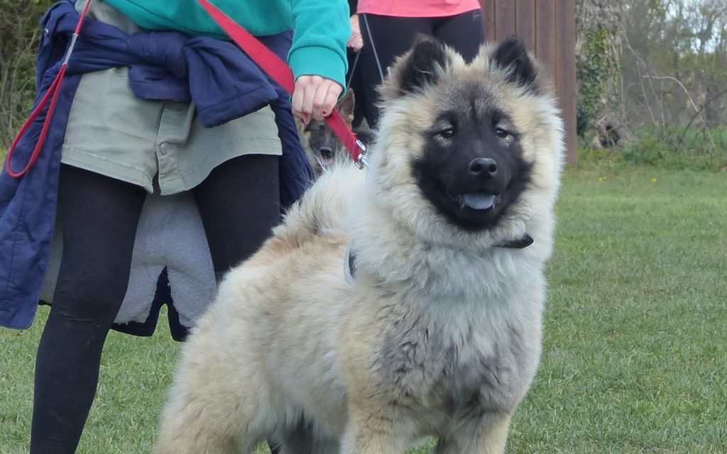 CENTRE CANIN DE ST GILLES Education Canine Rennes Education – 14 144