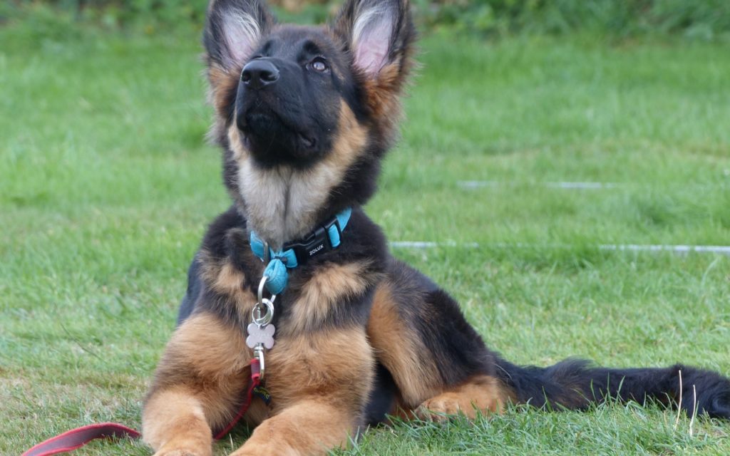 CENTRE CANIN DE ST GILLES Education Canine Rennes Education – 2 132