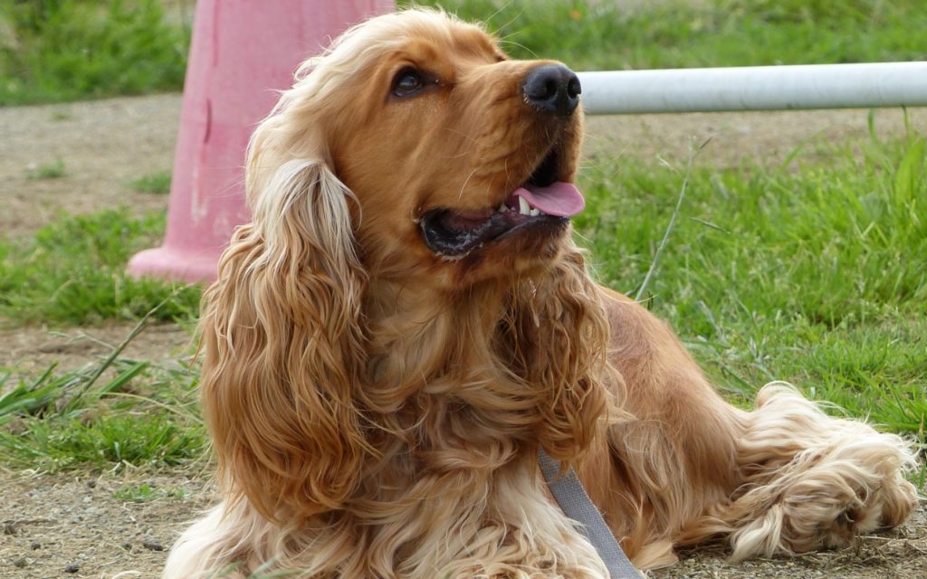CENTRE CANIN DE ST GILLES Education Canine Rennes Education – 20 130