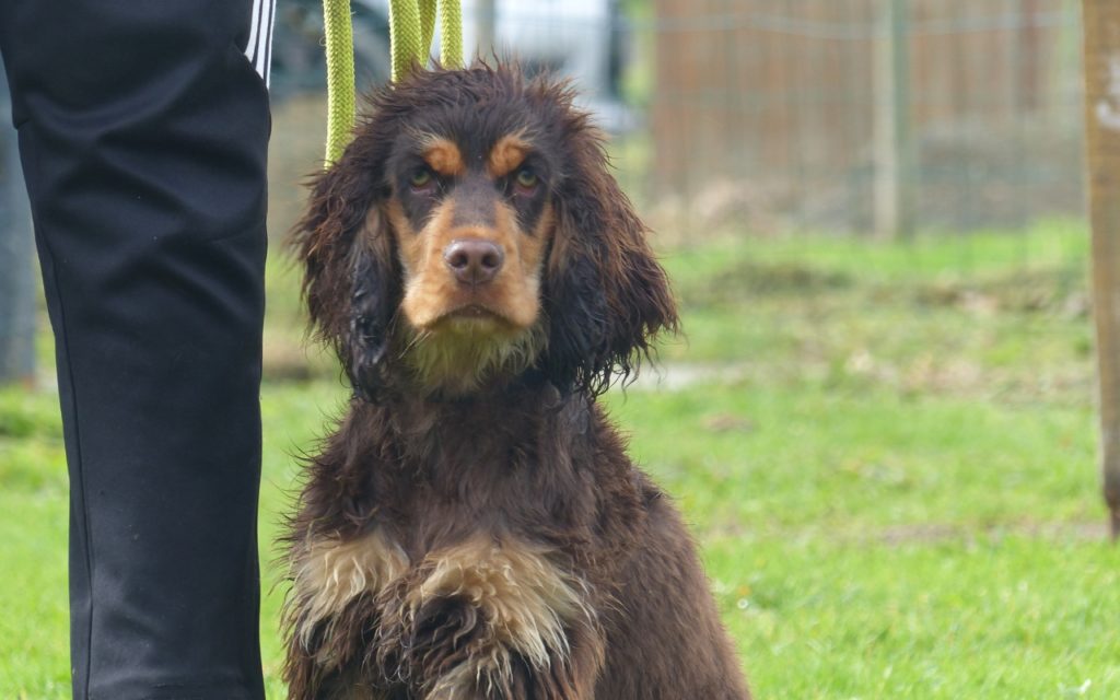 CENTRE CANIN DE ST GILLES Education Canine Rennes Education – 3 133