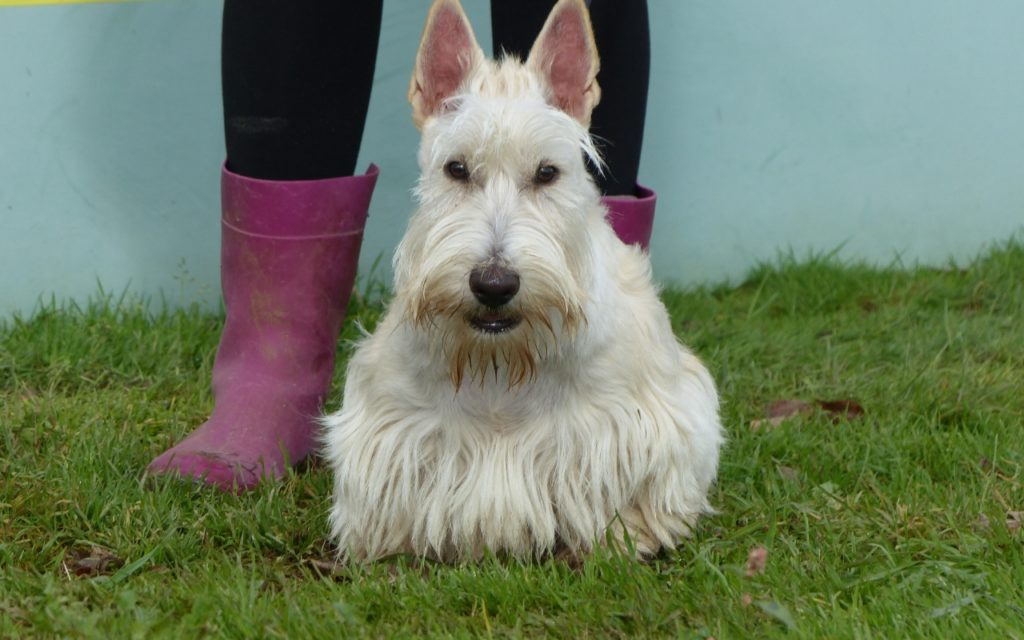 CENTRE CANIN DE ST GILLES Education Canine Rennes Education – 5 135