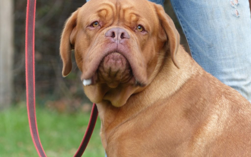 CENTRE CANIN DE ST GILLES Education Canine Rennes Education – 6 136