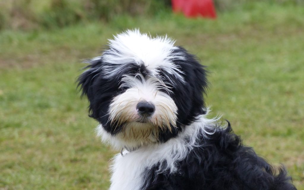 CENTRE CANIN DE ST GILLES Education Canine Rennes Education – 8 138