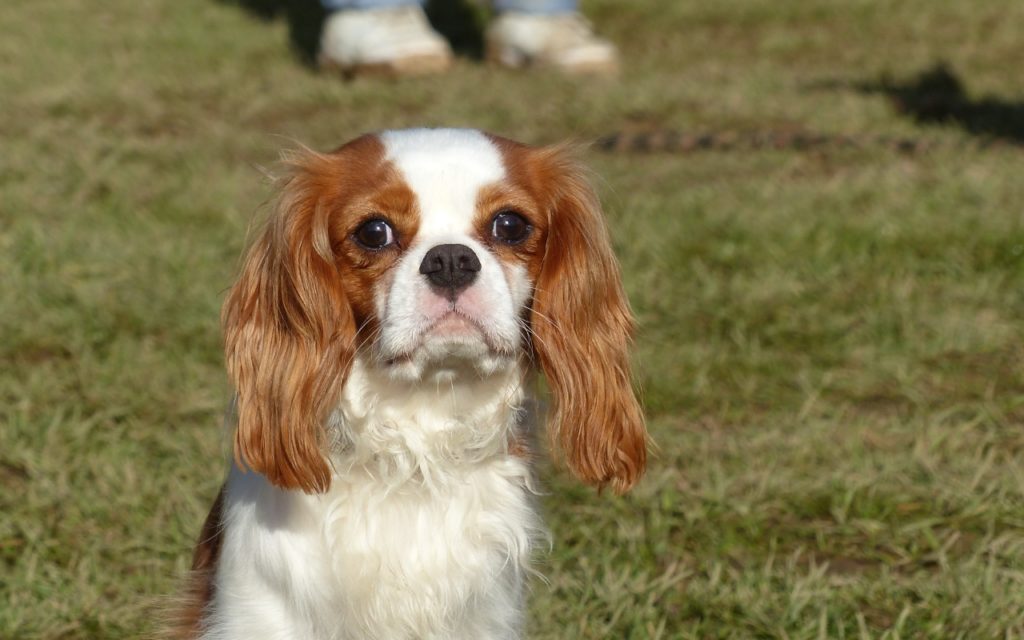 CENTRE CANIN DE ST GILLES Education Canine Rennes Education – 9 139