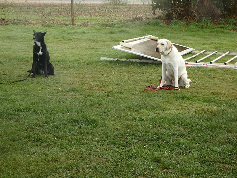 CENTRE CANIN DE ST GILLES Education Canine Rennes Galerie (1) 168
