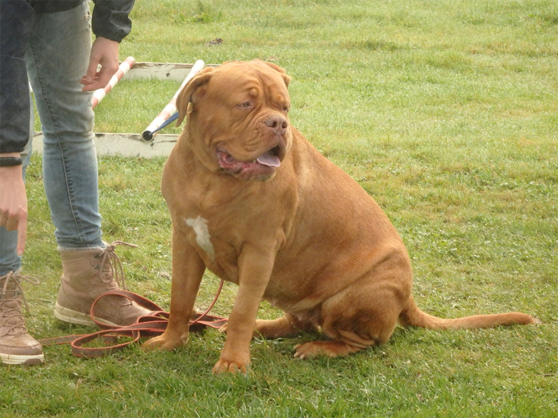 CENTRE CANIN DE ST GILLES Education Canine Rennes Galerie (2) 166