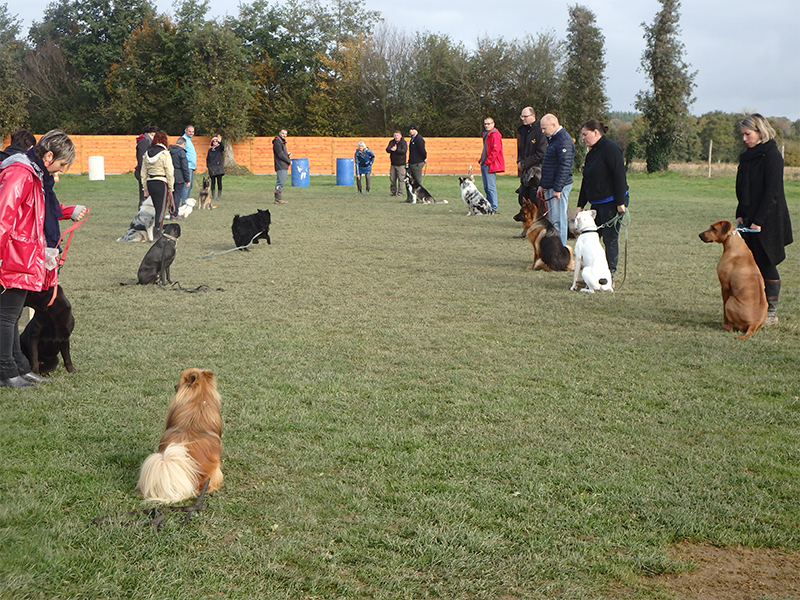 CENTRE CANIN DE ST GILLES Education Canine Rennes Galerie (3) 167
